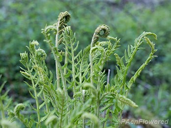 Plant form